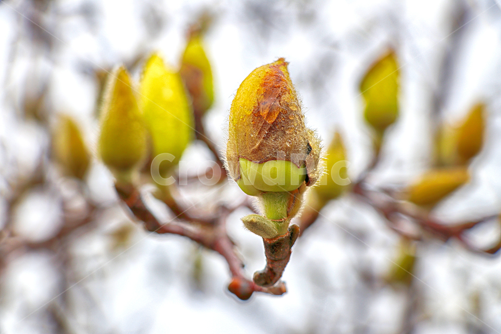 목련꽃,목련,꽃망울,식물,plant,꽃,flower,blossom