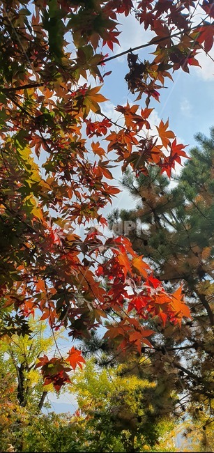 단풍,나무,식물,가을,잎,leaf,plant,tree,태양,햇빛,알록달록,maple