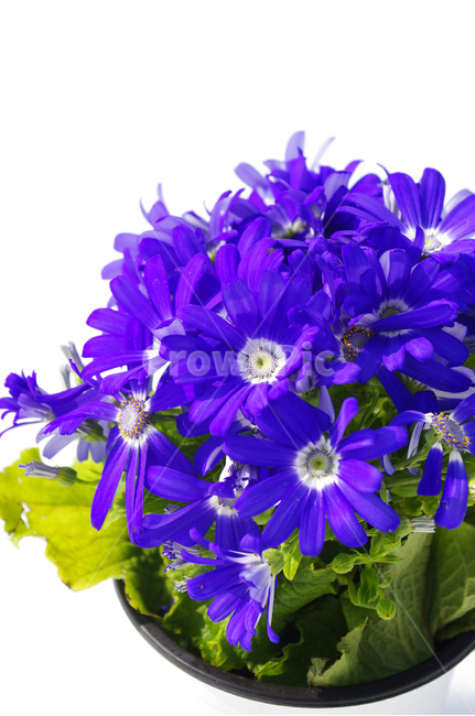 꽃,flower,color,식물,plant,식물,자연,plants,nature,꽃,flower