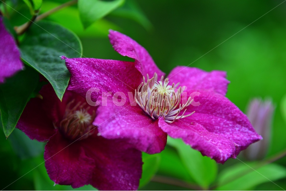 plant,식물,flower,blossom,꽃,petal,꽃잎,클레마티스
