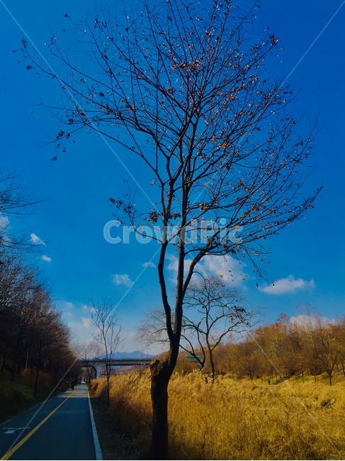 tree,나무,plant,식물,nature,식물,자연,plants,nature,나무,trees,wood