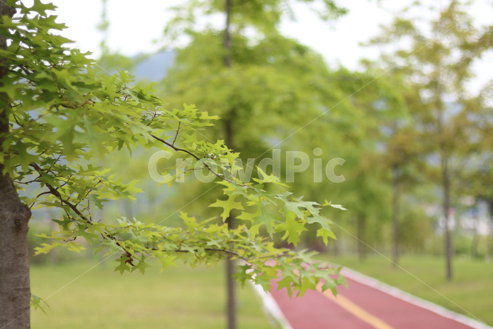 플라타너스,연두,가로수,봄,흐림,식물,자연,plants,nature