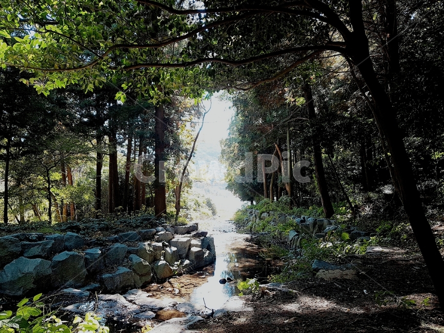 자연,시냇물,나무,숲,휴양림,빛,햇빛,풀,식물,풍경,tree,forest,평화로움,평화,졸졸졸,자연,풍경,nature,landscape,water,물,outdoors,옥외