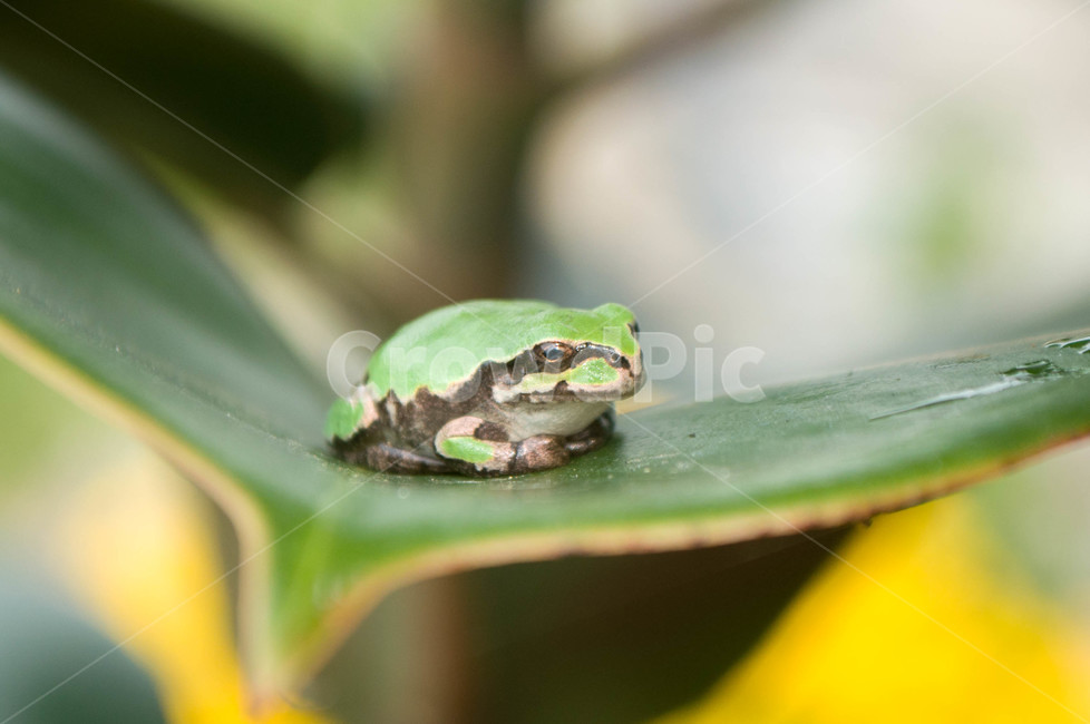 animal,동물,amphibian,frog,개구리,wildlife,야생생물,동물,animal,파충류,양서류,reptile,amphibian