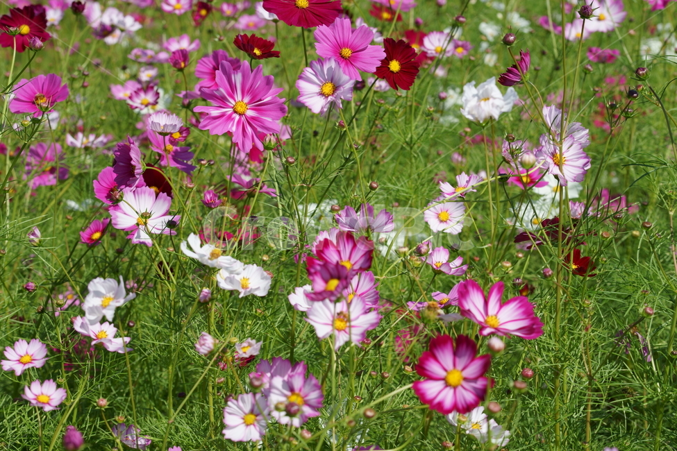코스모스,꽃,가을,flower,cosmos,autumnflower,purpleflower,pinkflower,purple,pink,nature