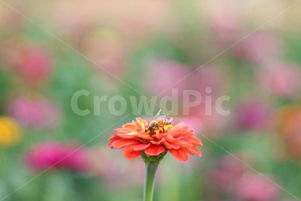 꽃,백일홍,벌,가을꽃,광명햇살광장,꿀벌,식물,자연,plants,nature,꽃,flower,동물,animal,곤충,벌레,insect,bug,감성,sensible,feeling