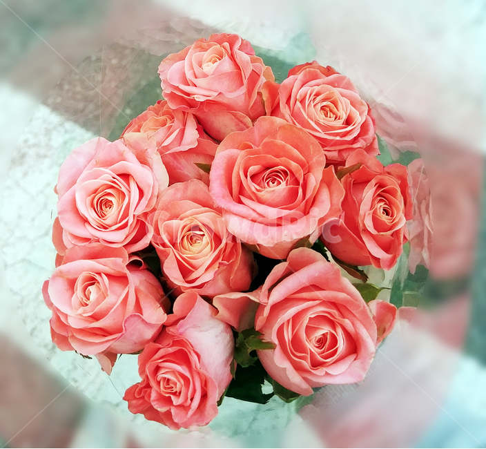 plant,식물,blossom,꽃,flowerarrangement,꽃부케,flowerbouquet,hotpink,pink,rose,장미,꽃,flower