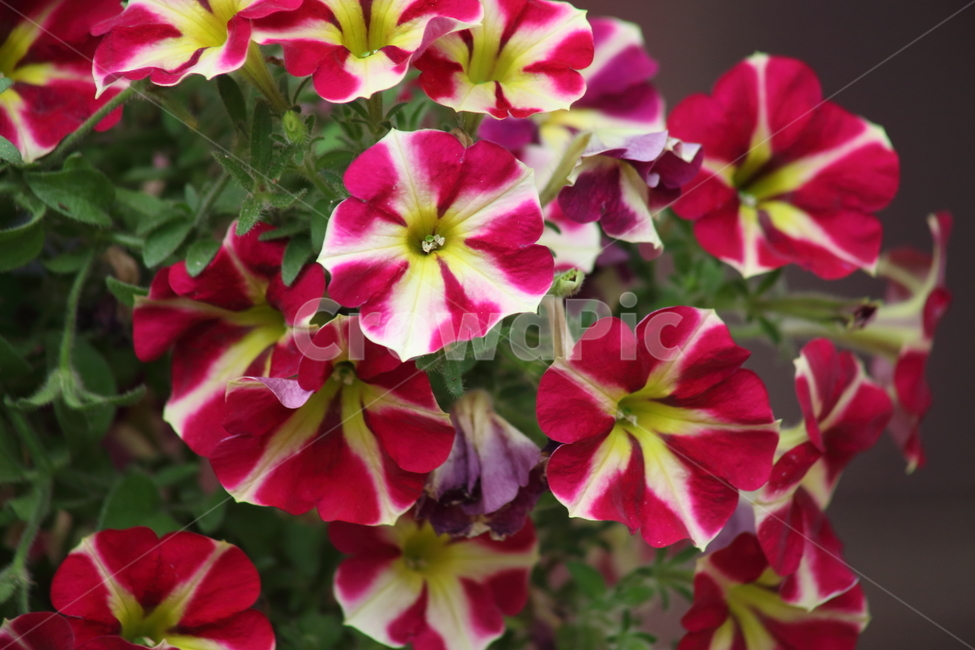 페튜니아,관상식물,petunia,petuniahybridavilm,commongardenpetunia