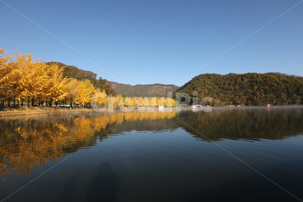 은행나무,반사,단풍,나무,물,가을,계절,fall,autumn,season,자연,풍경,nature,landscape,water,outdoors,옥외,lake,호수