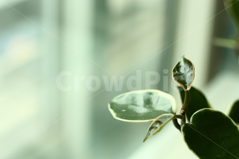식물,호야,그린,화초,감성사진,오후,홈인테리어,화분,힐링,휴식,식물,자연,plants,nature,실내용화초,화분,화초,house plant,감성,sensible,feeling,인테리어,실내디자인,interior design