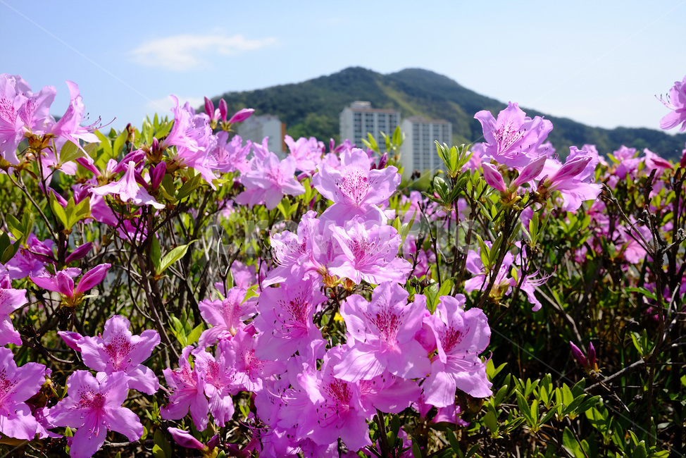 자연,꽃,풀,나무,풍경,봄,plant,outdoor