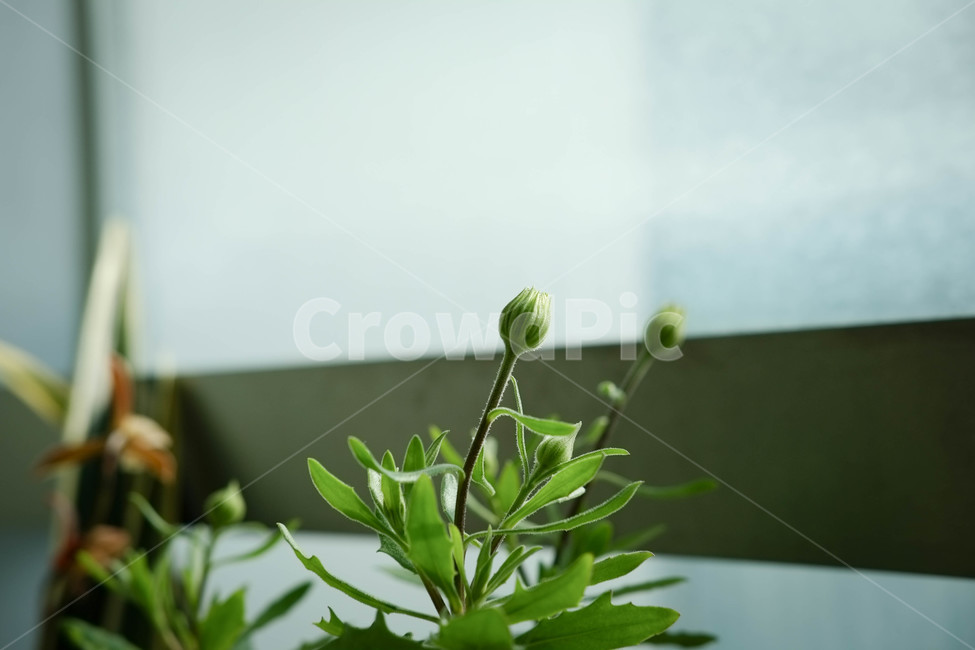 식물,초록,봄,꽃봉오리,인테리어,실내,초록색,꽃,싱그러움,맑음,봉오리,아침,풀잎,푸른,감성,잎,잎새,시작,화분,배경,식물,자연,plants,nature