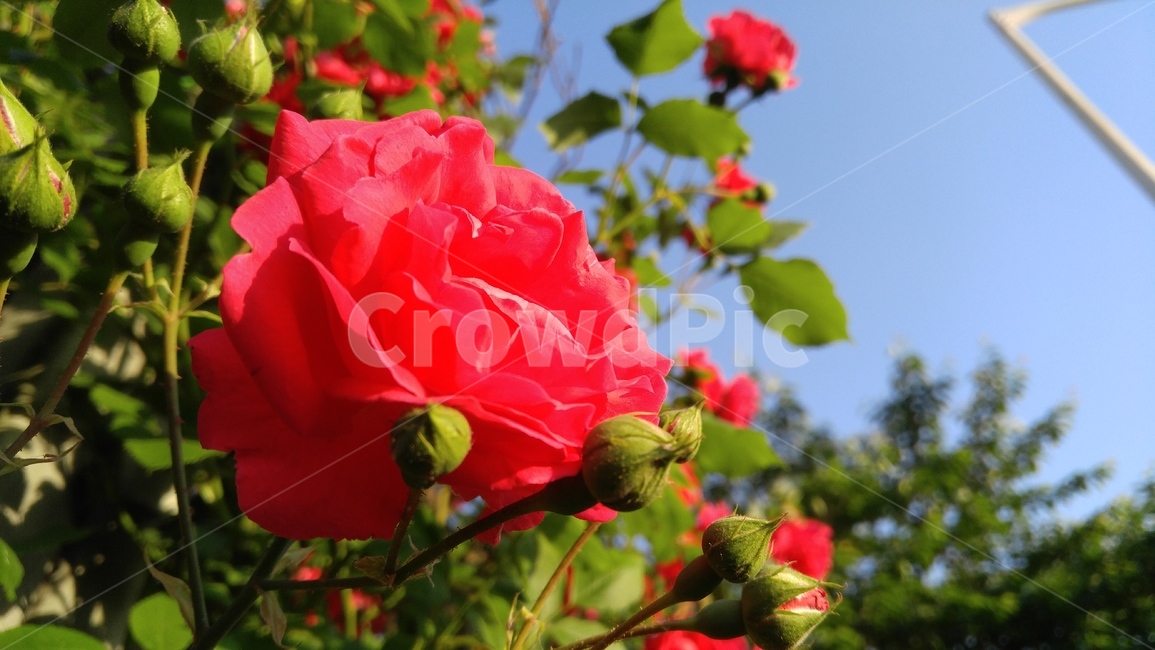 장미,붉은장미,꽃,붉은색,녹색,식물,계절,배경,감성,rose,aredrose,flower,red,green,flant,season,background,emotional