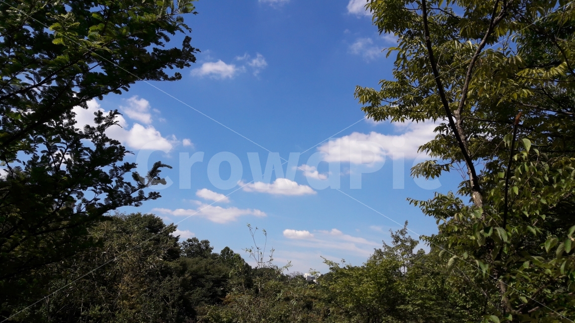 인천대공원,하늘,구름,나무,시원함,자연,풍경,nature,landscape,한국자연풍경,한국자연경관,korea nature landscape,weather,날씨,outdoors,옥외,cumulus,적운,sky,cloud