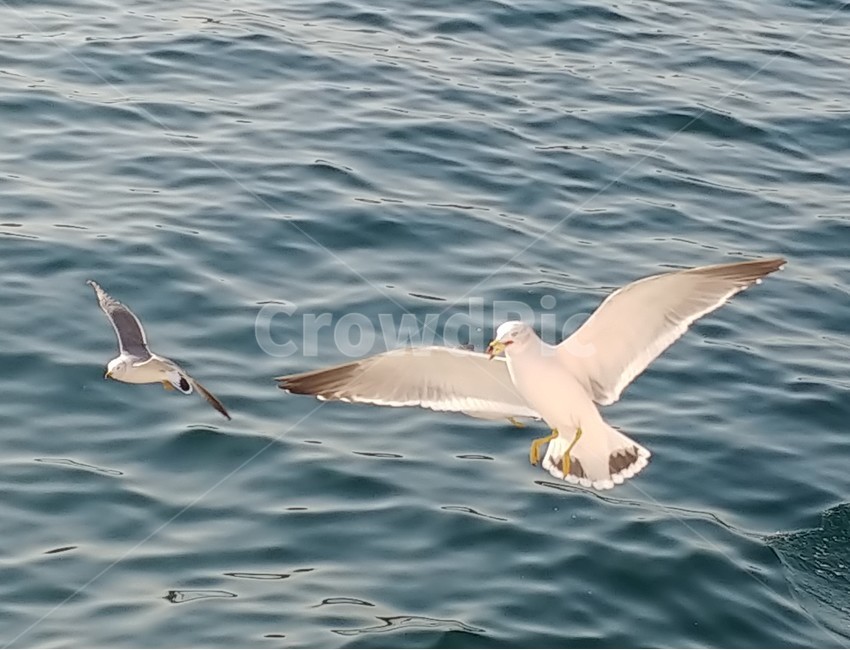 갈메기,바다,물결,seagull,바다물결
