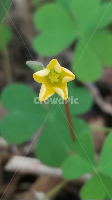 꽃,자연,계절,플라워,아름다움,색감,개화,flower,식물,자연,plants,nature,꽃,flower