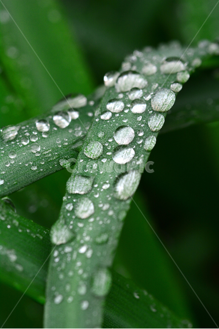 이슬,물방울,풀잎이슬,투명,빗방울,봄비,dew,water,맺히다,방울방울,plant,green,초록,싱그러운,신선한,맑은,아침이슬,해맑은,빗물,초본,영롱한,접사,마크로,클로즈업,fresh,clean,clear,natural,자연,식물,자연,plants,nature