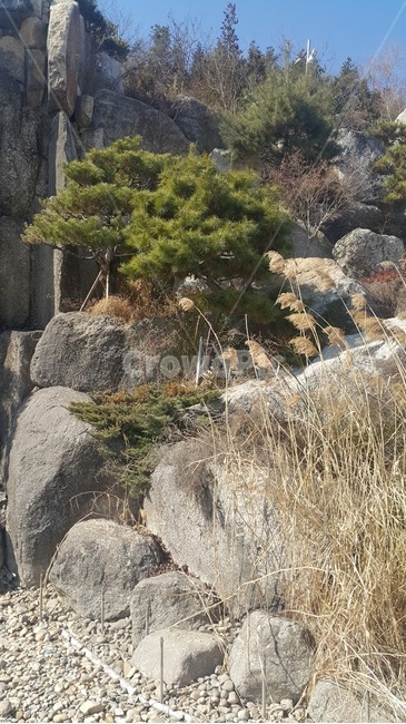 nature,자연,나무,자갈,풍경,돌