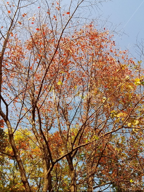 낙엽,단풍,落葉,leaves,나뭇잎,단풍나무,식물,maple,낙엽활엽관목,잎,계절,가을,자연,풍경,outdoors,옥외,fallautumnseason,naturelandscape,풍경사진,가을,계절,fall,autumn,season,tree,나무,plant,leaf