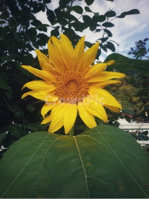 plant,식물,꽃,flower,해바라기