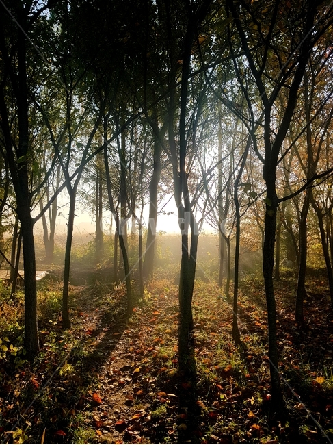 나무,풍경,노을,그림자,새벽,조용한,밭,자연,나뭇잎,은은한