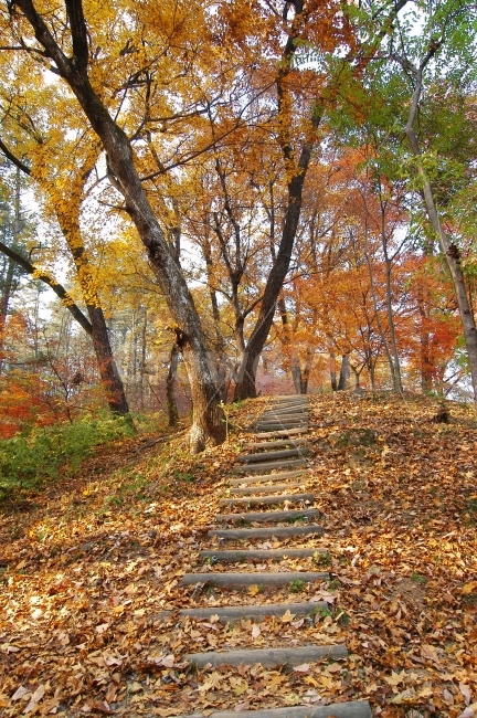 가을,단풍,낙엽,숲,산,산책로,길,산책,자연,풍경,가을풍경,나무,자연,풍경,nature,landscape,가을,계절,fall,autumn,season,tree,plant,식물,tree trunk,나무 줄기,path,통로