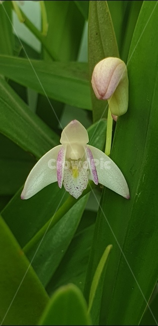 꽃,자연,아름다움,식물,개화,활짝,flower,플라워