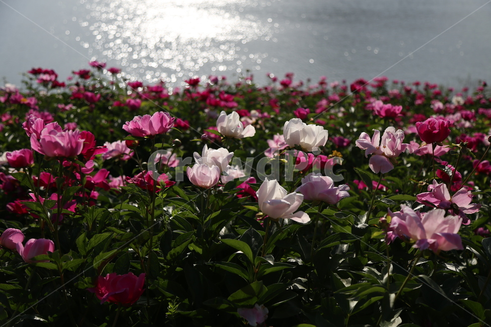대전,팡시온펜션,작약꽃,봄,꽃밭,식물,자연,plants,nature,꽃,flower,휴식,힐링,rest,relaxation,healing