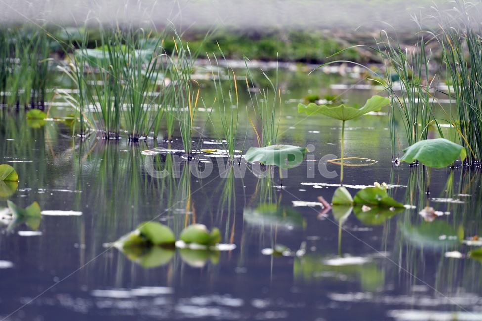 꽃,연꽃,연잎,수련,힐링,식물,plants,nature,flower,초록,호수,자연,식물,자연,plants,nature