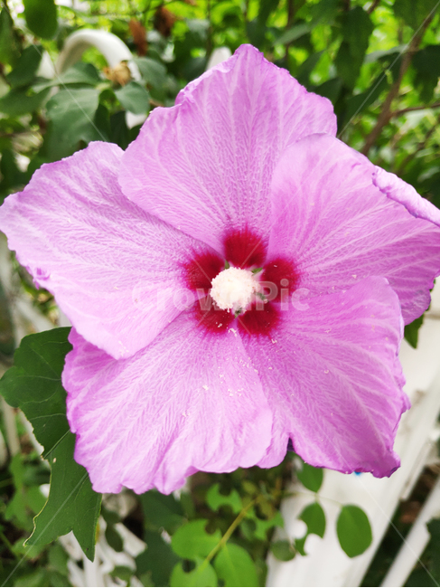 꽃,무궁화,식물,flowers,roseofsharon,hibiscus,plants,식물,자연,plants,nature,꽃,flower