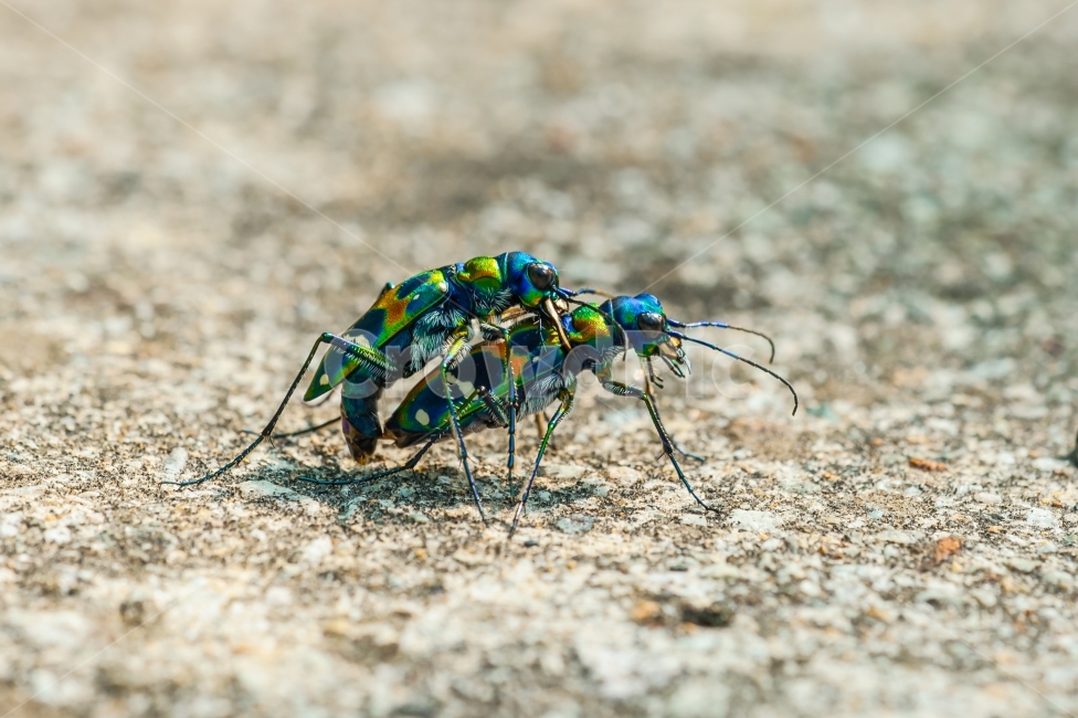 길앞잡이,비단길앞잡이,곤충,길앞잡이속,난폭한곤충,동물,animal,곤충,벌레,insect,bug