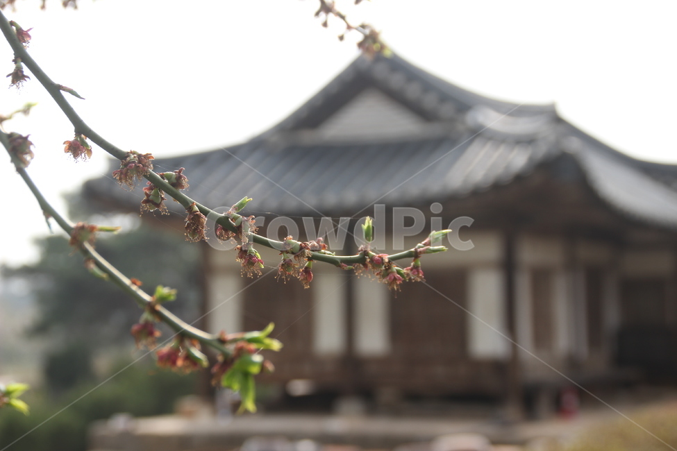 명재고택,고택,봄,목조건물,새잎,새순,논산,myeongjae,oldhouse,spring,woodenbuilding,newleaf,bud,shoot,nonsan