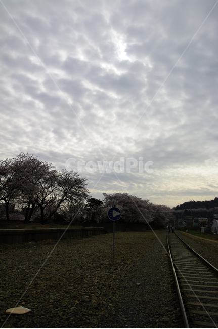 구름,기차길,하늘,풍경,나무,봄,계절,spring,season,transportation,교통,rail,레일,train track,기찻길,railway,철도