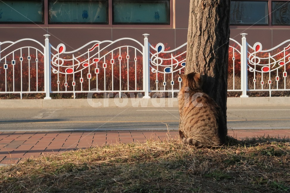 길고양이,고양이,길냥이,고양이뒷태,고냥이,동물,animal,포유류,mammal,고양이,cat,kitten,kitty