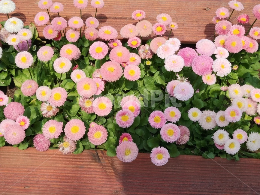 flower,daisy,잉글리쉬데이지,데이지,englishdaisy,plant,식물,꽃,blossom,flowerbouquet,꽃꽂이,flowerarrangement,깔개