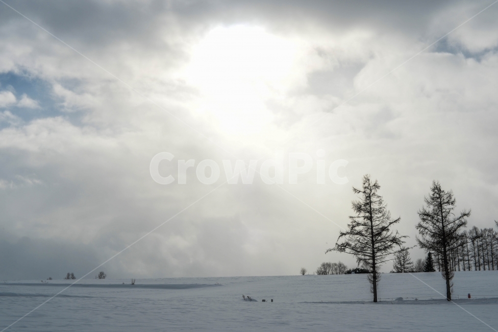 설경,비에이,홋카이도,일본,하늘,나무,겨울,계절,winter,season,자연,풍경,nature,landscape,식물,plants,나무,trees,wood,tree,plant