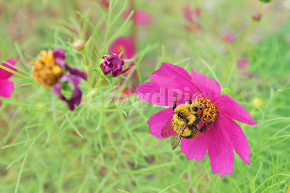 자연,호박벌,벌,꽃,가을,풍경,감성,북한산,코스모스,가을꽃,flower,fall,cosmos,동물,꿀,곤충,비행,날개,범블비,bumblebee,식물,자연,plants,nature,꽃,flower,동물,animal,곤충,벌레,insect,bug