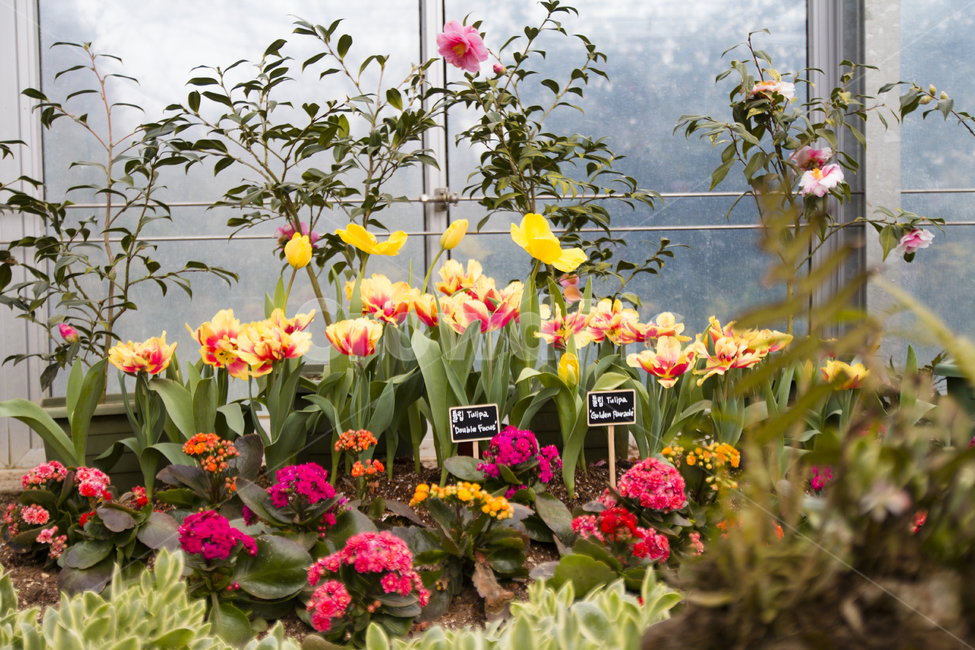 꽃사진,배경,여름,여름꽃,여러가지꽃,식물,자연,plants,nature,꽃,flower
