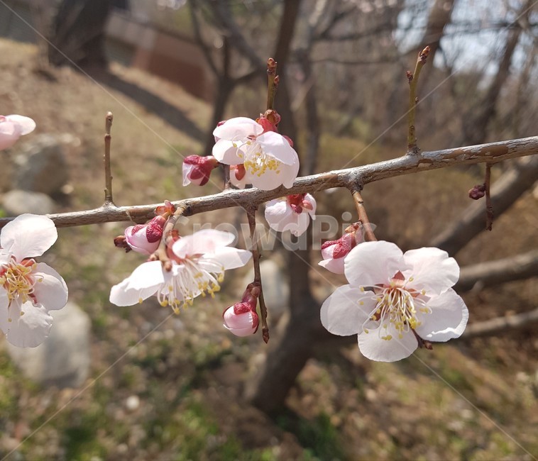 plant,식물,꽃,나무,벚,벚꽃,벚나무,봄,tree,spring,flower,blossom