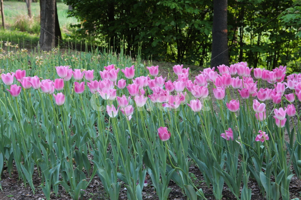 꽃,식물,생명력,flower,싱그러움,식물,자연,plants,nature,꽃,flower