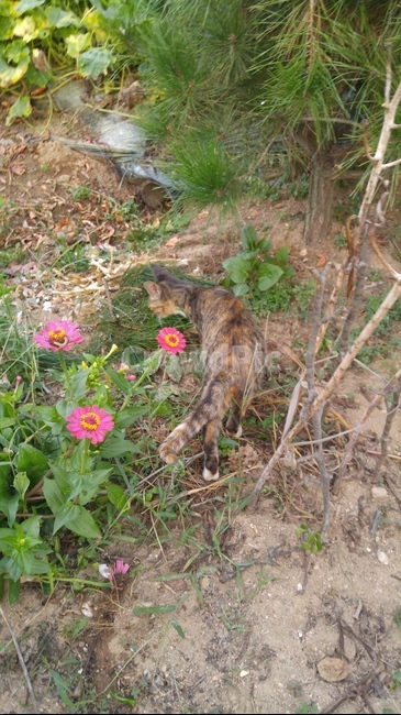 길고양이,동네고양이,꽃,plant,식물