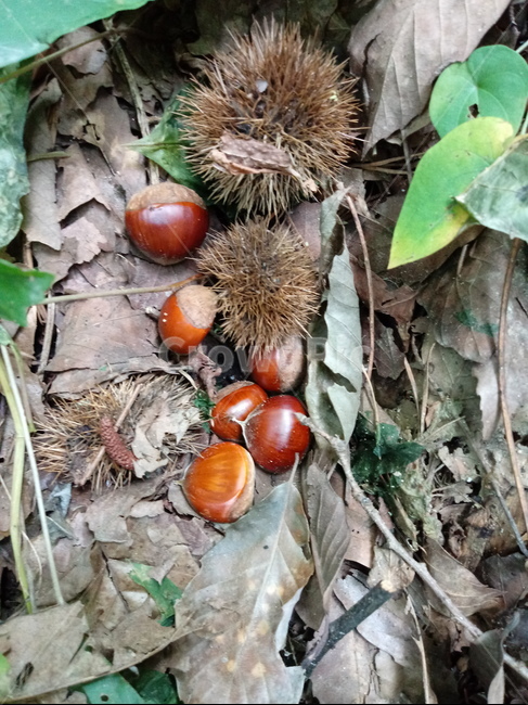 plant,식물,밤,열매,알밤,햇밤