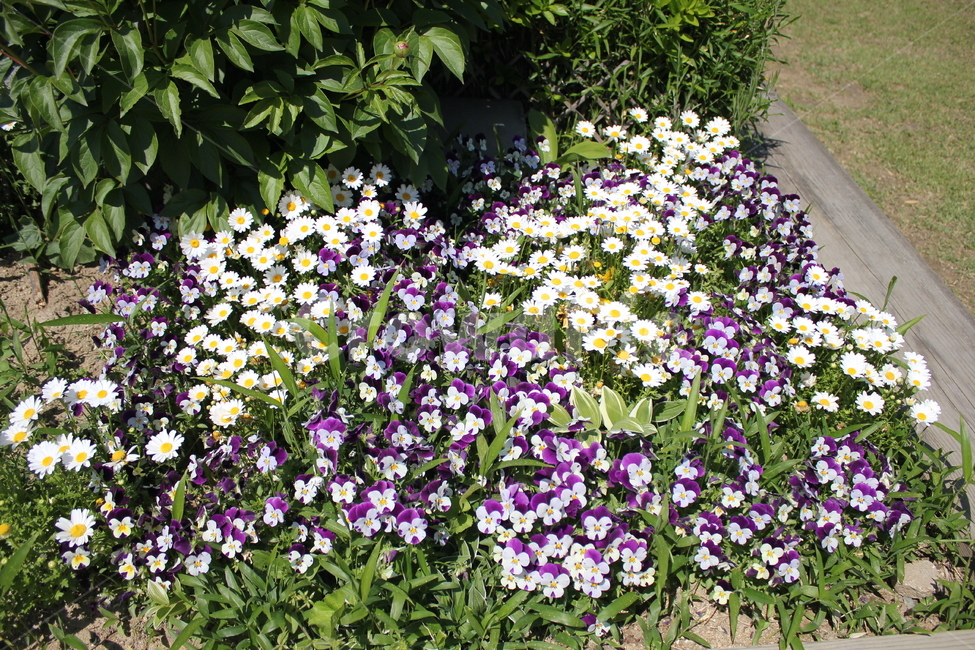 국화,팬지,팬지꽃,하얀꽃,flower,chrysanthemum,pansiflowers,보라색꽃,식물,자연,plants,nature,꽃,flower