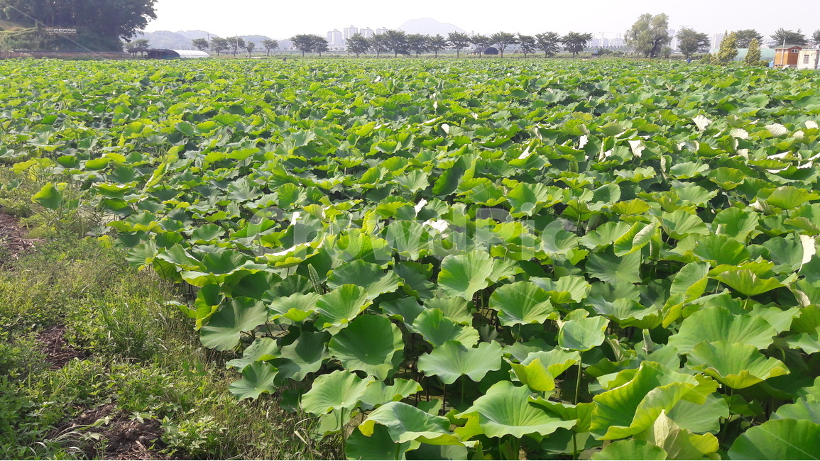 관곡지,연잎,초록,자연,식물,자연,풍경,nature,landscape,plant,land,땅,outdoors,옥외