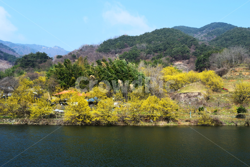 산수유꽃,구례,산수유마을,봄꽃,강가,자연,풍경,nature,landscape,outdoors,옥외,water,물