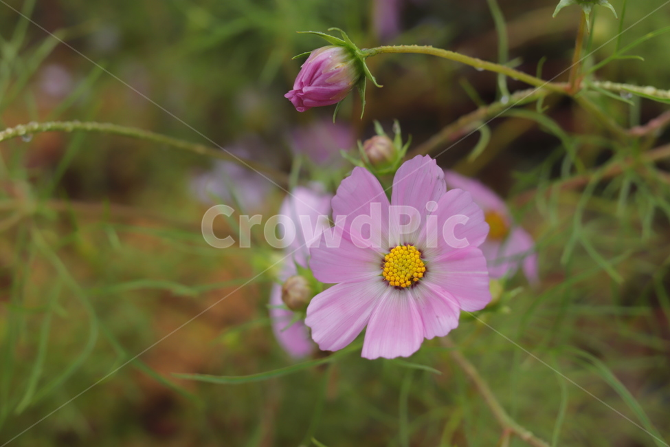 캐논,꽃,자연,고화질,풍경,식물,식물,자연,plants,nature,꽃,flower