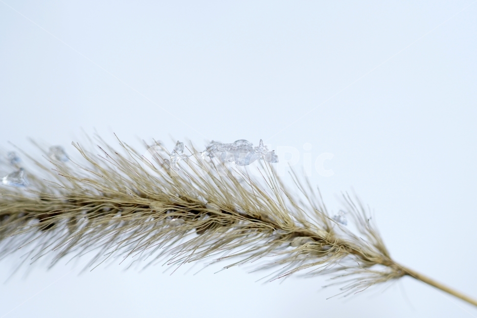 한국자연,겨울,계절,자연,korea,winter,season,nature,snow,눈,흰눈,눈내린,눈이내린,눈오는,눈쌓인,눈이쌓인,풍경,landscape,얼음,얼다,추위,춥다,추운,cold,식물,plants,강아지풀,겨울눈,겨울풀,잡초,풀,스냅,스냅사진,snap,snapshot,감성,감성사진,접사,macro,ice,겨울,계절,winter,season,식물,자연,plants,nature
