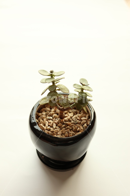 다육식물,인테리어,화분,식물,공기정화,도기류,plant,pottedplant,식물,자연,plants,nature,실내용화초,화분,화초,house plant
