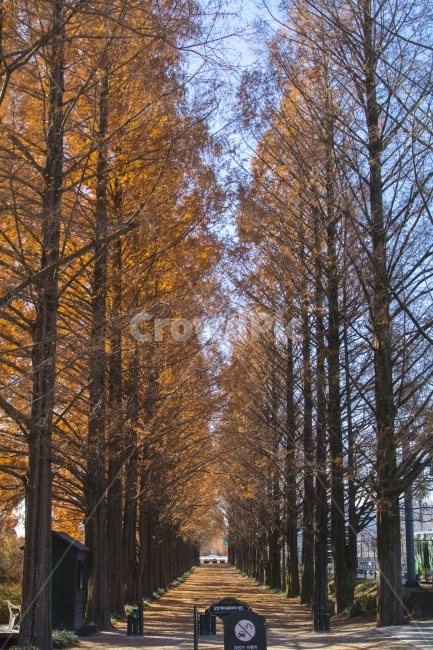 메타세콰이어,나무,여행,풍경사진,가을,가을,계절,fall,autumn,season,자연,풍경,nature,landscape,한국자연풍경,한국자연경관,korea nature landscape,식물,plants,나무,trees,wood,plant,tree