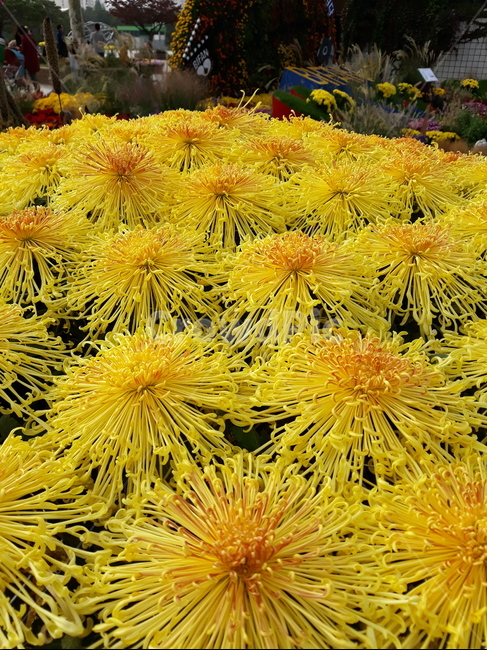 국화,가을,나들이,국화축제,국화향기,공원,산책,식물,자연,plants,nature,꽃,flower